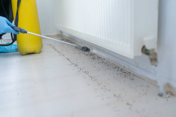 Best Mosquito Control Services  in Flanders, NY
